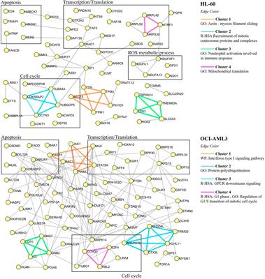 CIGB-300-Regulated Proteome Reveals Common and Tailored Response Patterns of AML Cells to CK2 Inhibition